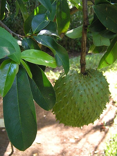 Guanabana fruit
