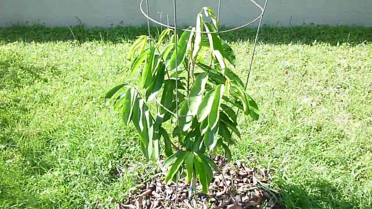 Grow a soursop tree