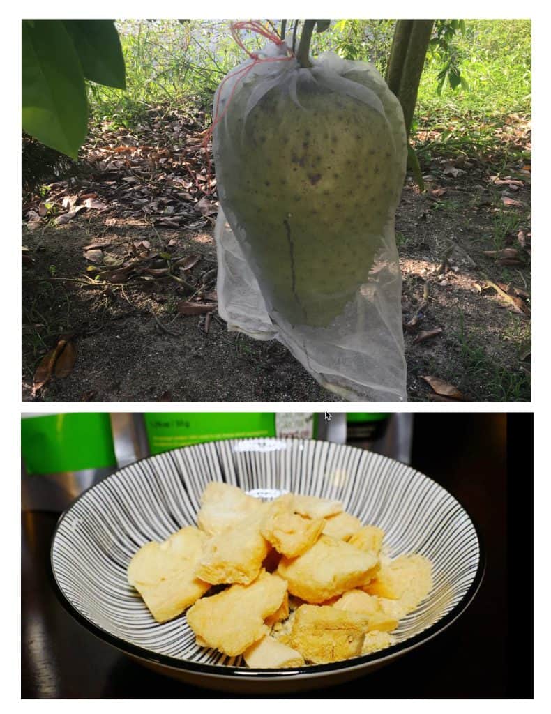Fresh soursop (top)and Freeze Dried soursop (bottom)